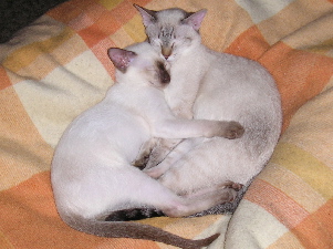 Cario und seine groe Schwester Amaryllis