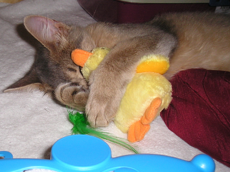 Vampy ist auf der Ausstellung eingeschlafen und kuschelt mit einer Catnip-Ente